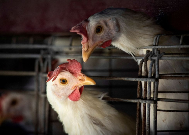 FILE PHOTO: Chickens sit in cages at a farm, as Argentina's government adopts new measures to prevent the spread of bird flu and limit potential damage to exports as cases rise in the region, in Buenos Aires, Argentina February 22, 2023. REUTERS/Mariana Nedelcu/File Photo