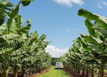 Delfinópolis recebe 5ª Feira da Banana de quarta-feira a domingo (31/5 a 4/6)
