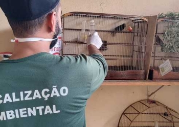 Fiscalização ambiental flagra tráfico e cativeiro irregular de animais silvestres