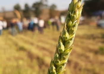 Estado incentiva uso de trigo MGS Brilhante para alimentação de bovinos leiteiros