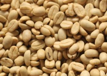 Epamig inicia comercialização de sementes de café da safra 2022/2023