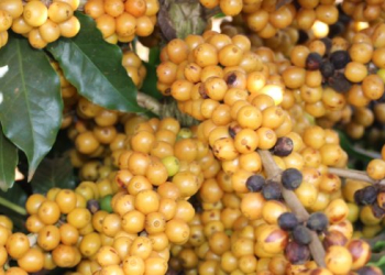 Publicação da Epamig apresenta recomendação de cultivares de café para o Sul de Minas