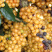 Publicação da Epamig apresenta recomendação de cultivares de café para o Sul de Minas