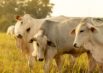 Atualização dos rebanhos fortalece vigilância sanitária em todo o estado