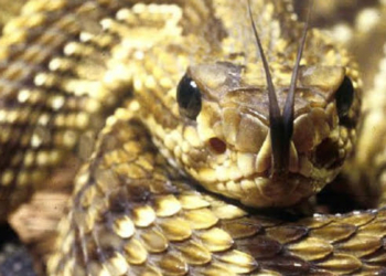 Campo Experimental de Santa Rita recebe capacitação sobre manejo de animais peçonhentos