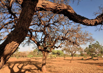 Agricultoras de comunidades tradicionais se unem em defesa do Cerrado