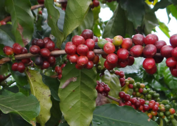 Exportações do agronegócio mineiro alcançam US$ 5,8 bilhões no período de janeiro a maio