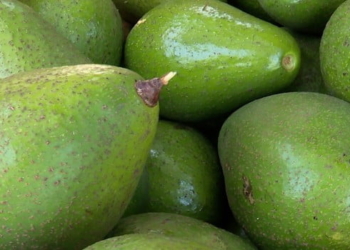 Pecuaristas de Bom Despacho diversificam produção com cultivo de abacate