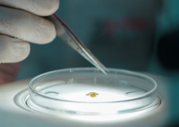 Funed registra aumento no número de análises de febre maculosa