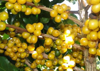 Programa de Melhoramento Genético do Cafeeiro busca mais produtividade e qualidade sensorial nas lavouras mineiras