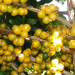 Programa de Melhoramento Genético do Cafeeiro busca mais produtividade e qualidade sensorial nas lavouras mineiras