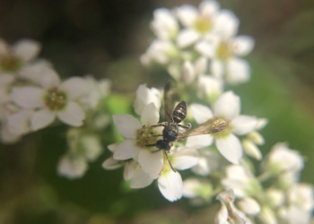 XV Seminário de Políticas Públicas vai debater o uso de bioinsumos na agricultura