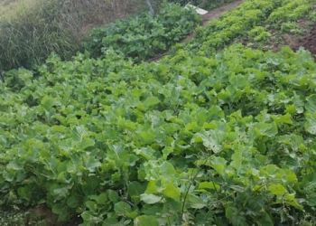 Minas receberá R$ 9 milhões para Programa de Aquisição de Alimentos
