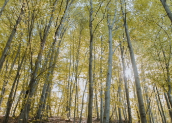 Exportações do agro em Minas somam US$ 8,2 bilhões de janeiro a julho