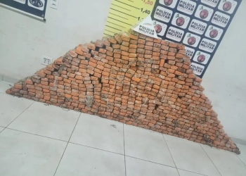 Uberlândia – Meia tonelada de maconha é apreendida em chácara