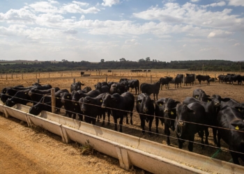 IBGE: pecuária brasileira colecionou recordes em 2022