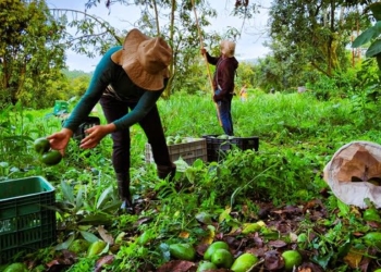 Agroindústria familiar de São Sebastião do Paraíso investe em linha de produtos derivados do abacate