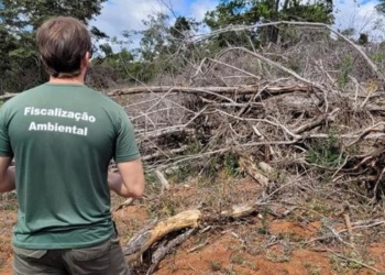 A cada hora, uma fiscalização contra o desmatamento ilegal é feita em Minas Gerais