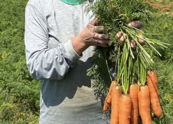 Setor agropecuário mineiro gera mais de 1,9 mil empregos com carteira em julho