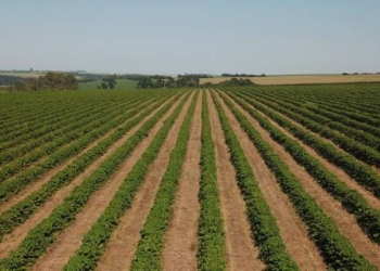 Governo promove encontro de inovação na Semana Internacional do Café 2023