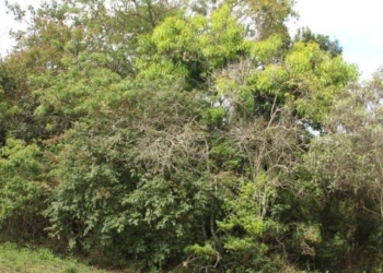 Expedição estadual descobre nova espécie de árvore em Ouro Preto