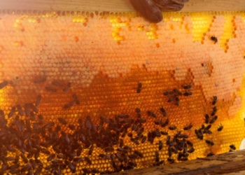 Instituto Mineiro de Agropecuária simplifica cadastro de criadores de abelhas do estado