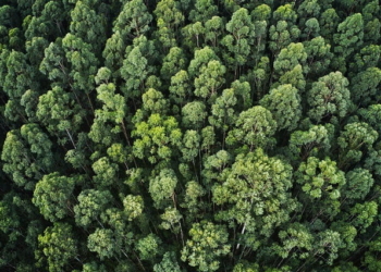 Índice de desempenho ambiental para outorgas e renovação de licenciamentos é regulamentado em Minas