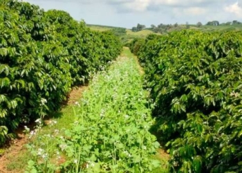 Agricultura incentiva uso de plantas de cobertura para proteção do solo em lavouras