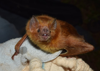 IMA aposta em ações educativas para conscientizar sobre a raiva dos herbívoros