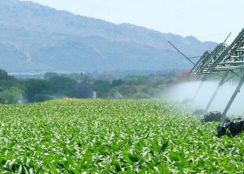 Safra inicial mineira de grãos 2023/2024 deve atingir 13,6 milhões de toneladas