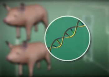 Xenotransplante: órgãos de porcos são modificados para salvar vidas humanas