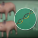 Xenotransplante: órgãos de porcos são modificados para salvar vidas humanas